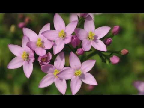 Bachblüte Centaury - Tausengüldenkraut
