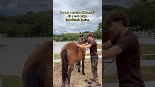 Fazendo bigode com os pelos da égua kkkk #humor #meme #comedia #engraçado #rural