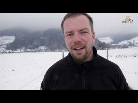 Leopard Gecko Tutorial Part 10 - Hibernation