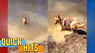 German Shepherd throws a fit when she has to quit swimming