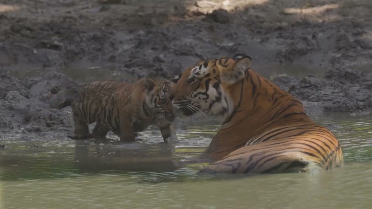 Corbett: Celebrating Our Tigers by Amaan Ali Bangash & Ayaan Ali Bangash