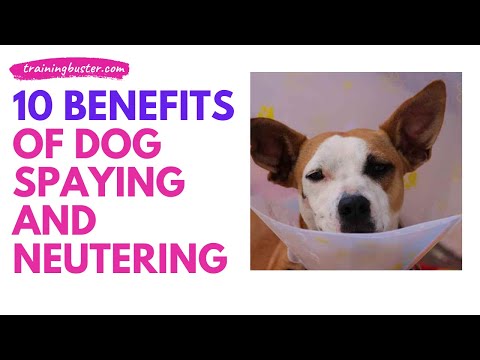 10 Benefits Of Spaying And Neutering Your Dog Or Puppy (should you do it?)