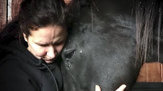 Horse Rescue Heroes: History