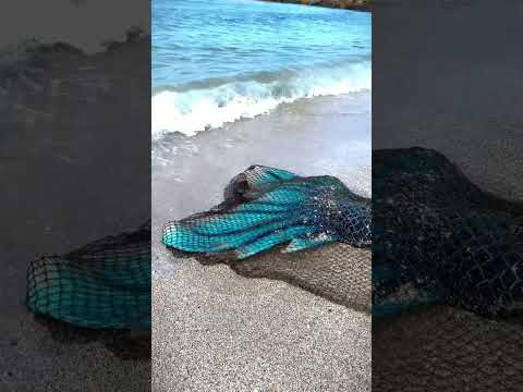 oh no the mermaid got tangled in the net 🧜🏻‍♀️ #mermaid #floridamermaid #mermaids #miami #florida