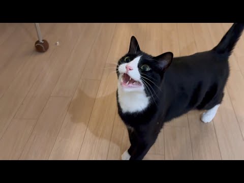 새로운 간식을 본 고양이