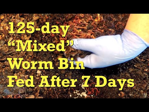 125-day "mixed" bin of worms, after a week, gets its 13th feeding - vermicompost