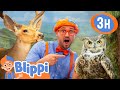 Learn About Mammals Birds With Blippi Blippi S Educational Animal Adventure