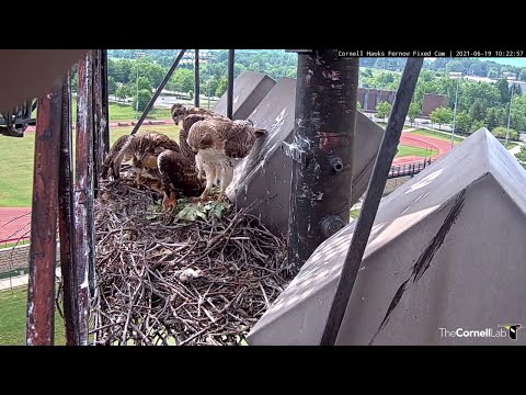 Arthur Swoops In With Chipmunk Delivery To #CornellHawks Nest Atop Stadium Lights – June 19, 2021