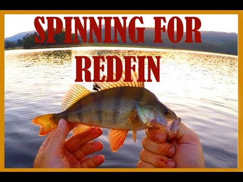 Spinning for redfin: The redfin fishing witching hour