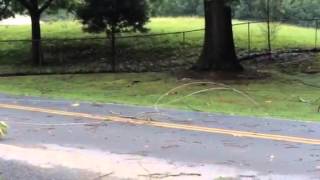 Storm damage video out of Cassville Road in Bartow County | FOX 5