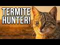 Secret Creatures African Wild Cat