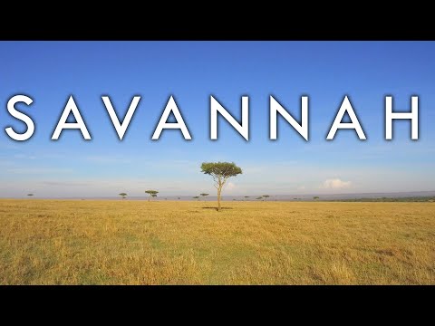 image-What countries are in the African savanna? 