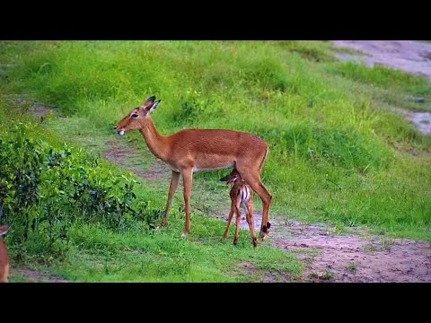 Cute Impala Lambs