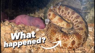 What happened to our new Hognose Snake ?!!