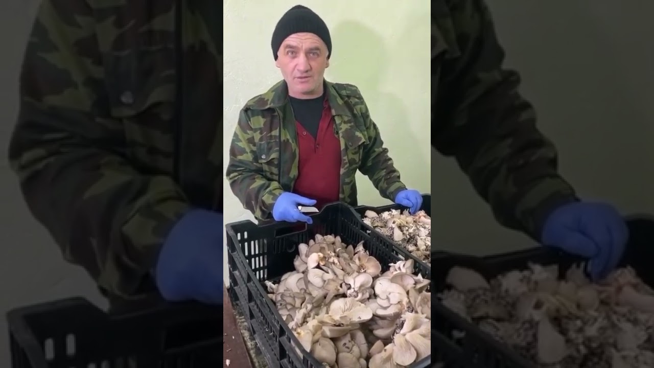 В КЧР ПОЯВИЛИСЬ ГРИБНЫЕ ФЕРМЫ