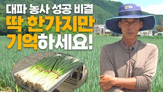 품종 하나만 바꿔도 대파 농사 성공! 대파 명인도 인정한 종자는?