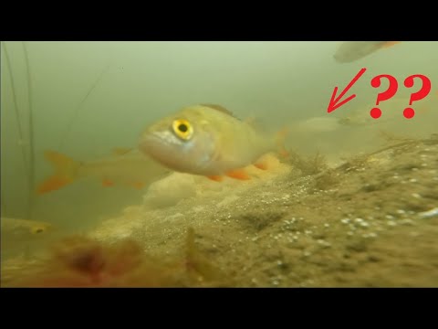 Best underwater fishing compilation 2022 (High quality)