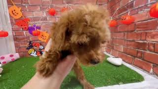 トイプードルの動画01