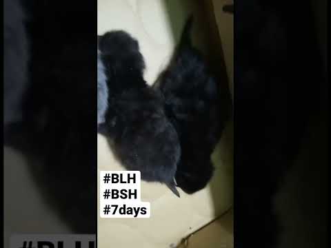 7 Days Kitten | Long hair or Short hair #kitten #britishshorthair