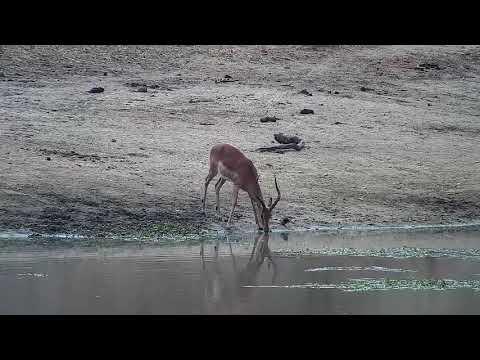 Djuma: Impala ram drinks at the dam - 09:43 - 09/09/21