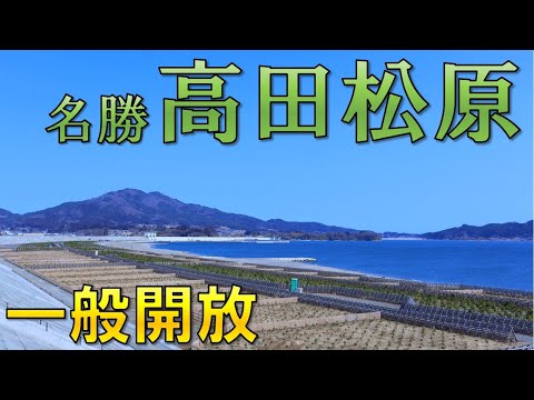 高田松原が待望の一般開放！！【名勝高田松原】