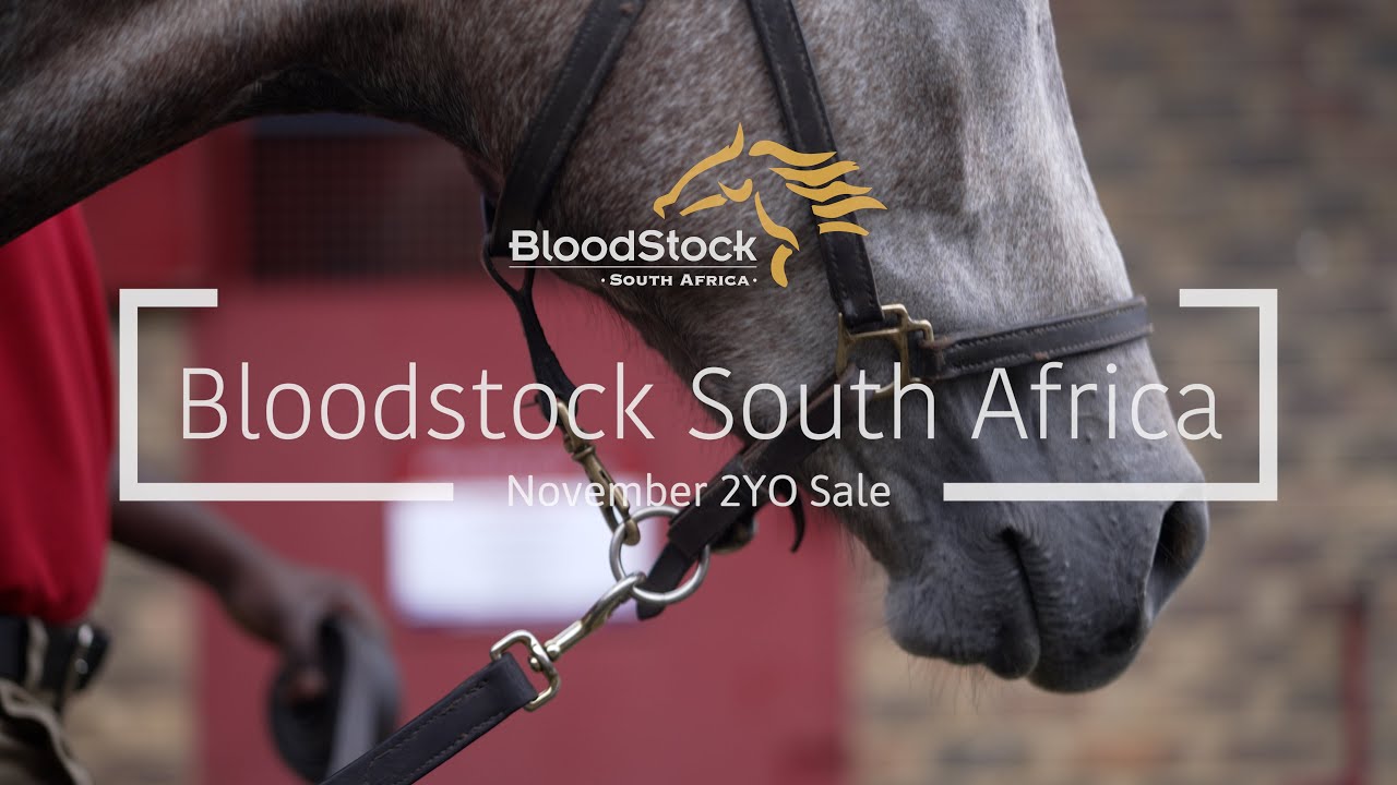 Bloodstock South Africa - November 2YO Sale 2021