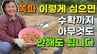 쪽파 심기 이렇게 하면 심고나서 아무것도 안해도 됩니다 쪽파파종 쪽파심는법 쪽파재배