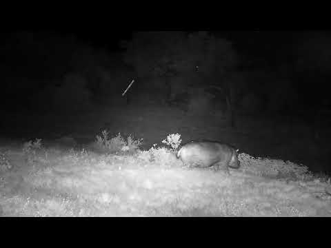 Djuma: Hippo heading back to the dam - 23:01 - 01/27/2023