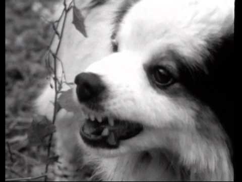 Pidax - James' Tierleben (TV-Serie, 1965)