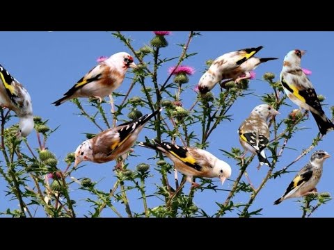 High-level Goldfinch breeding 🦅🕊️🪺 SPECTACULAR 😍 by Raffaele Esposito