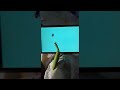 Praying Mantis Tries to Catch Digital Fly on Smartphone || ViralHog