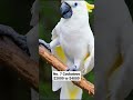 Top 10 Most Expensive Parrots Price Pets Pets Shorts Parrot