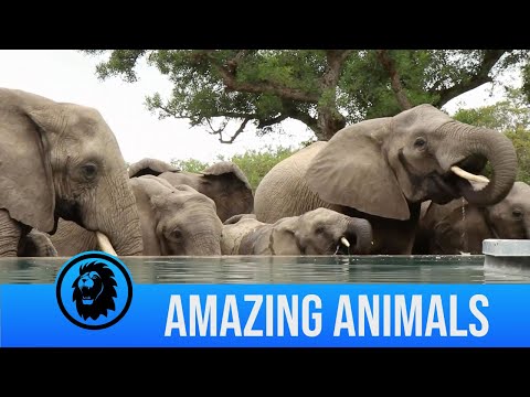 Herd Of Elephants Drink From Pool
