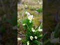 Snowflake flower Leucojum vernum