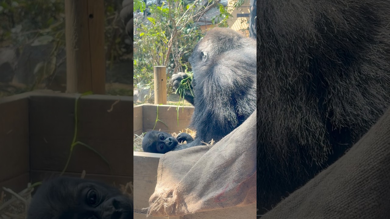 Baby Gorilla Santaro is Full of Energy 🦍 Kyoto City Zoo