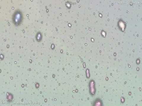 PeVCe - Taniec między hajsem a prawdą