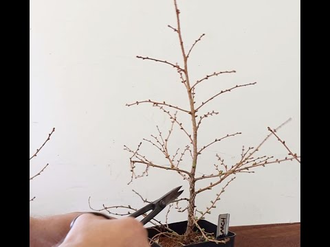 Workig on Four Japanese Larchs for future bonasi  Mar 2025