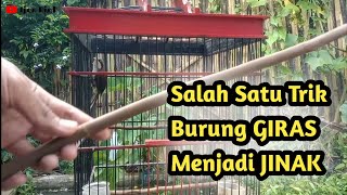 Download lagu How to Deal with a Nervous Bird! mp3