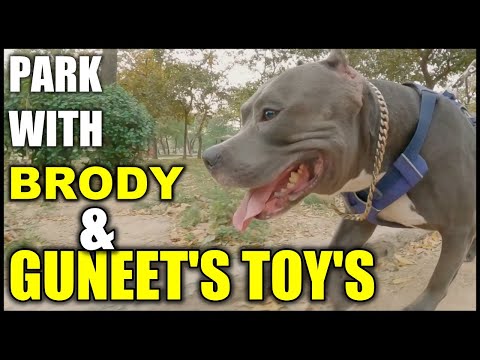Toys in Guneet's Almirah and Park with Brody an American Bully Dog | Harpreet SDC