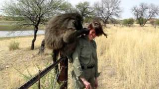 Baboon picking nits from my wife