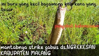 Download lagu mancing gabus di spot syahdu di temani emak emak/ solo rank mp3