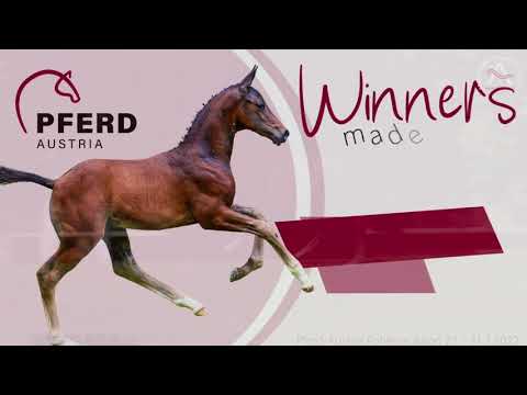 🍀www.fohlenauktion.at - Nr.  1️⃣6️⃣ "Big John" v. Bonds - Lauries Crusador xx - Wolkenstein II