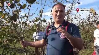 Doğru Budama İle 500 Metrekareden Alınan Fındık, 10 Dönümlük Bahçeden Alınan Fındığı Solluyor