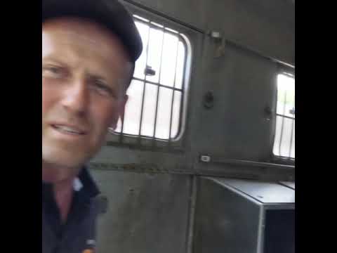 How to load a horse into a horsebox