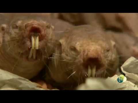 Nacktmulle im Tierpark Berlin - Naked mole-rat at the Tierpark Berlin