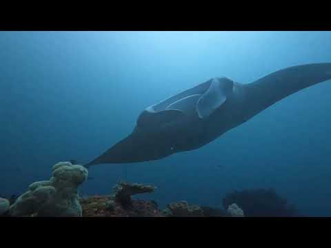 Diving in Raja Ampat (Misool Eco Resort) and Komodo - 4K