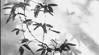 Skeeter Davis – Optimistic | Reactions in Plants and Animals