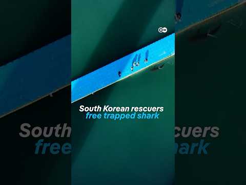 The internet's favorite shark is free | DW News