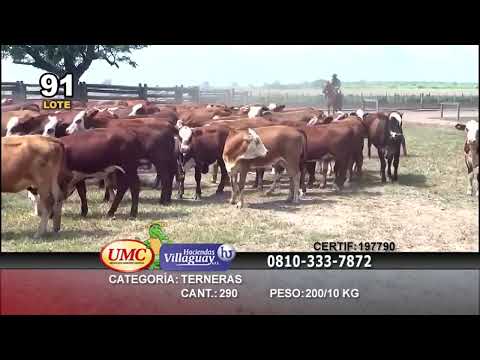 Lote 290 Terneras en Gral. San Martín, Chaco