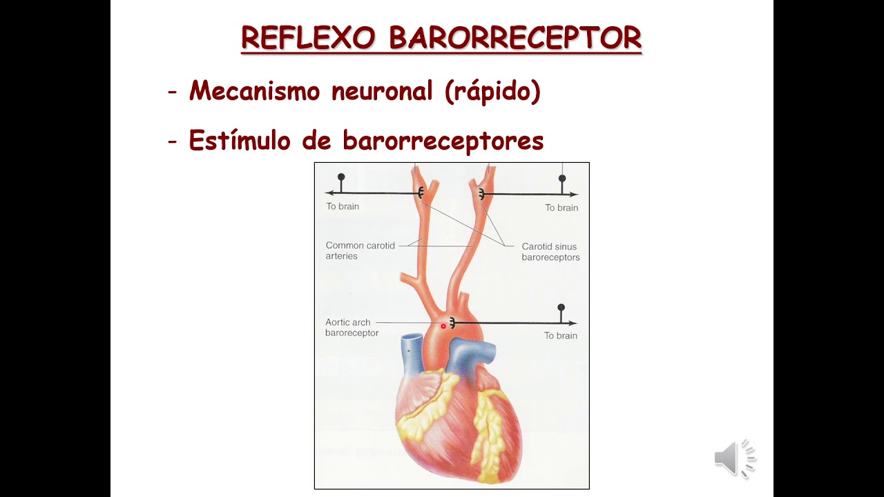 Fisiologia do Sistema Cardiocirculatório Parte 3